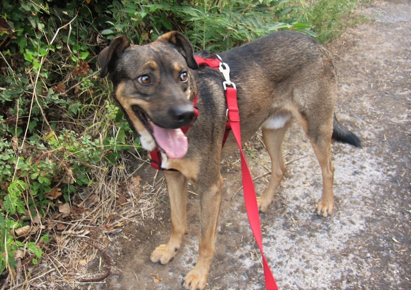 Foto Ulisse