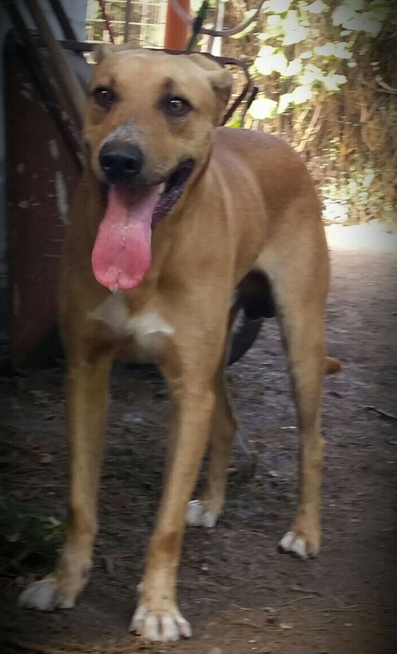 Foto Achille