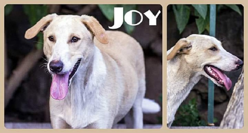 Foto Joy