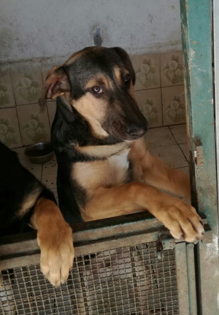 Giulio