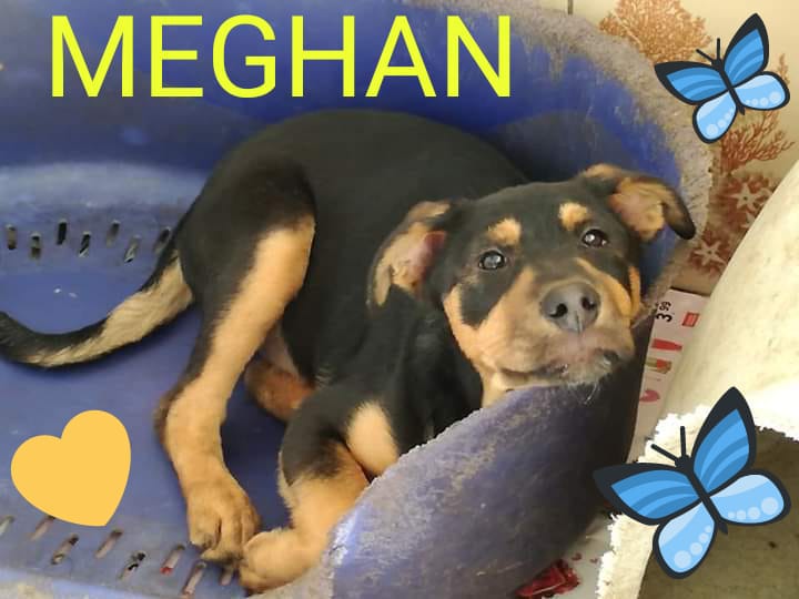 Meghan